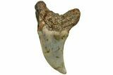 Rare, Fossil Benedini Shark Tooth - North Carolina #208093-1